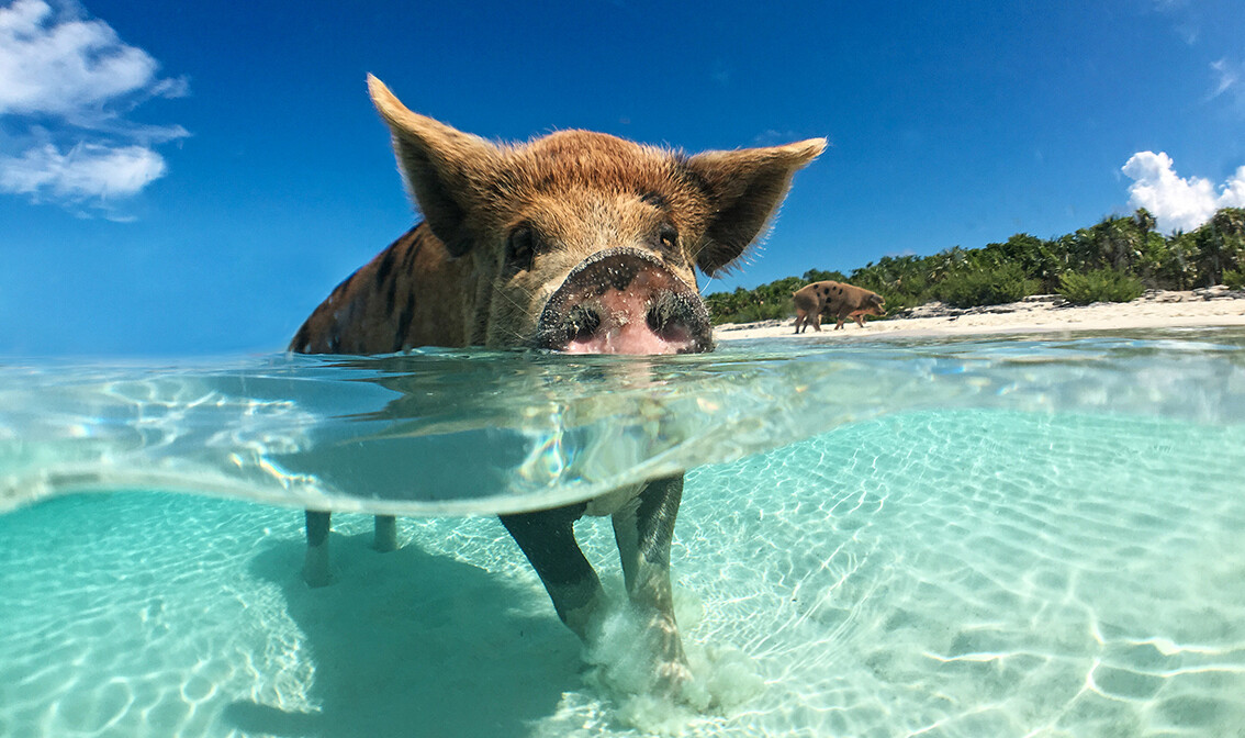 Bahami, Big Majors Cay, divlja svinja