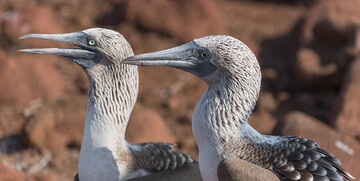 Galapagos, Ekvador, garantirani polasci, mondo travel, egzotične destinacije