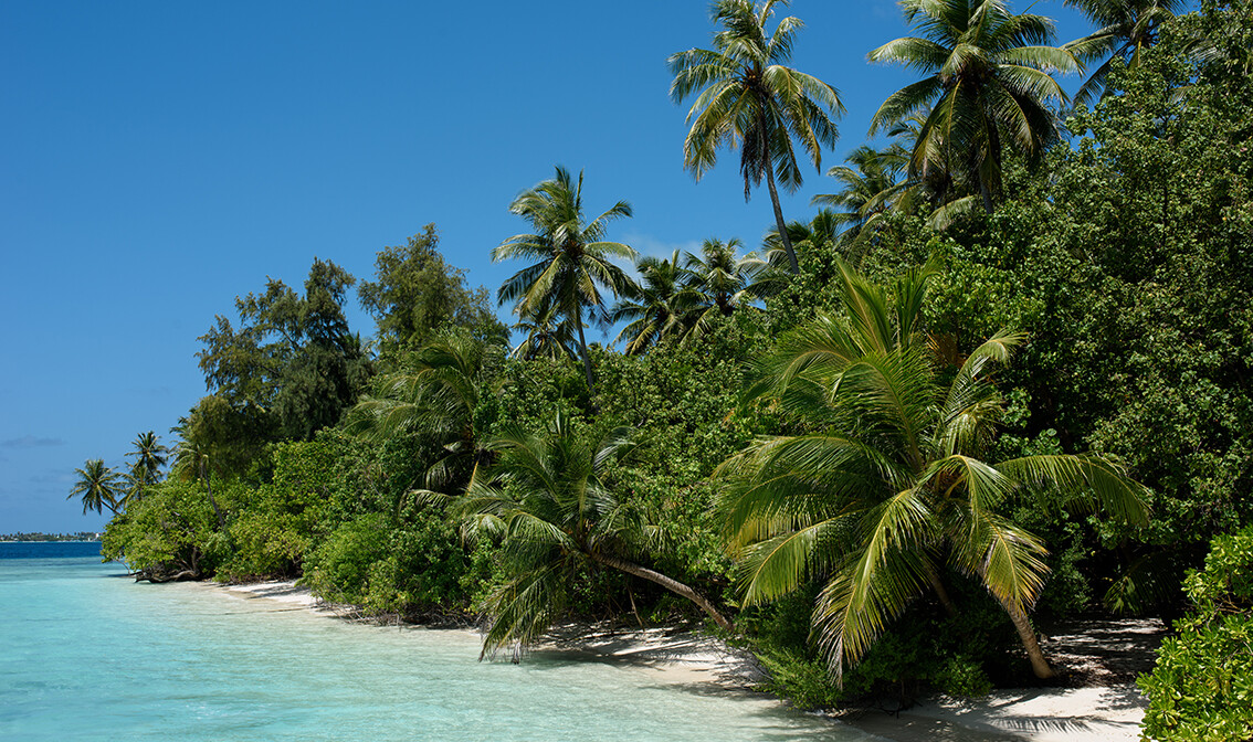 Maldivi, Biyadhoo Island, palme i pješčane plaže