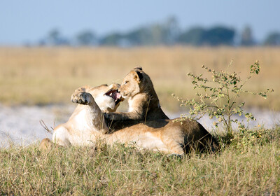 Bocvana, Chobe