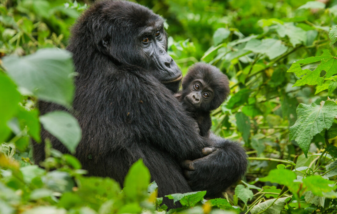 Uganda, Planinske gorile