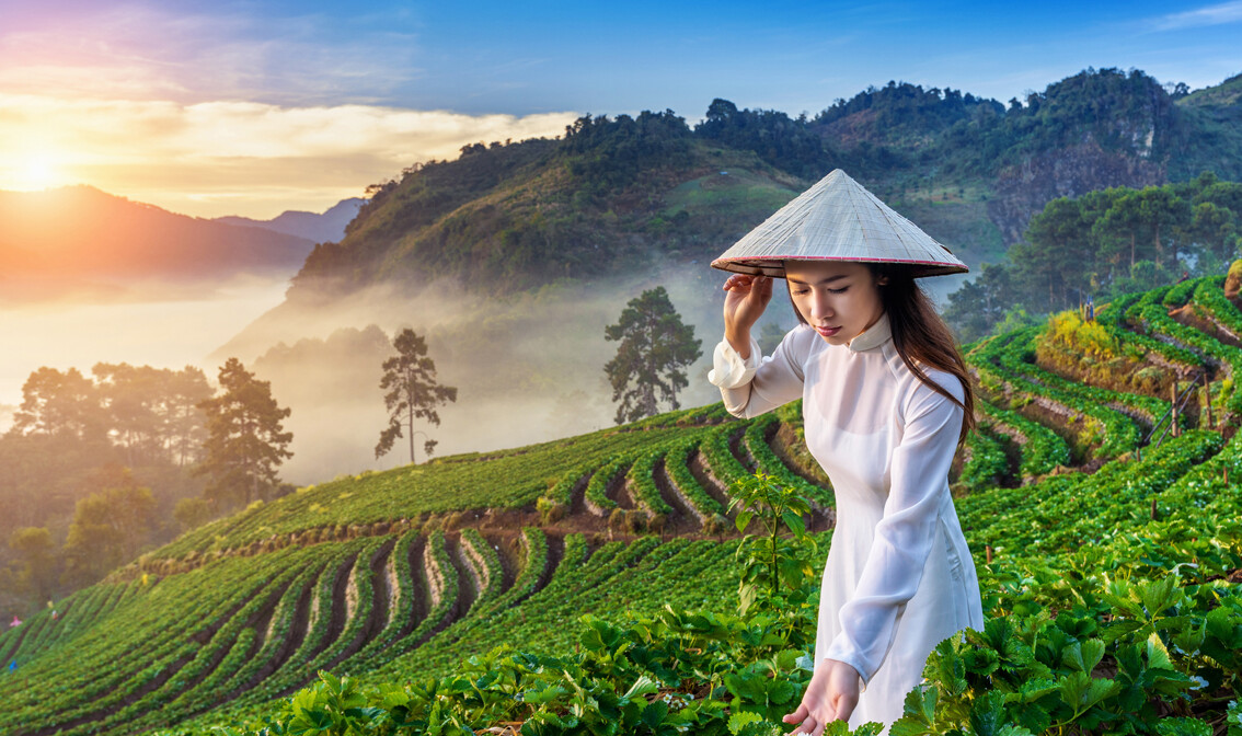 Vijetnam plantaža jagoda