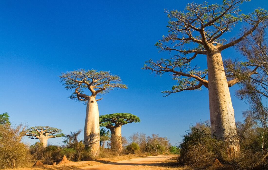 Madagaskar, baobab, vođene ture, grupni polasci, garantirana putovanja