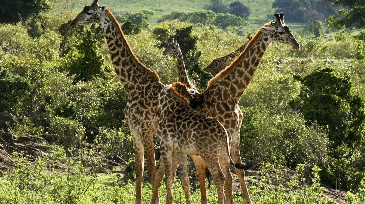 Kenija - žirafe