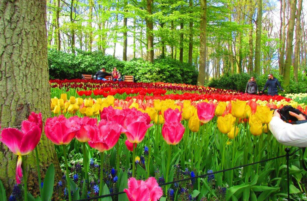 Keukenhof