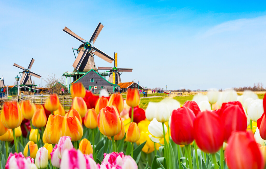 Amsterdam, tulipani i vjetrenjača