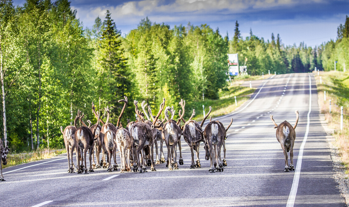 Laponija, Finska,  Sobovi