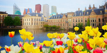 Žuti tulipani u Den Haagu, putovanje u Amsterdam i mala nizozemska tura