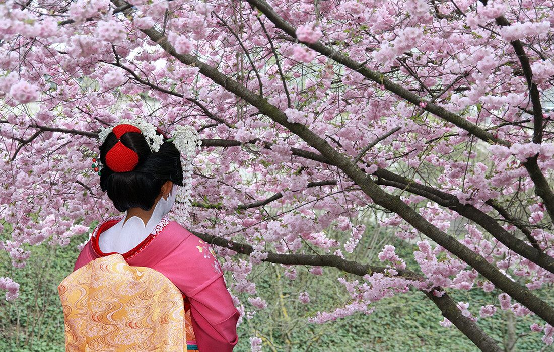 Sakura i japanska gejša, japanske trešnje, putovanje Japan, daleka putovanja, garantirani polasci