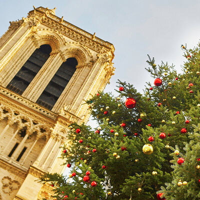 Okićeni bor ispred crkve Notre Dame  u Parizu, advent u Parizu