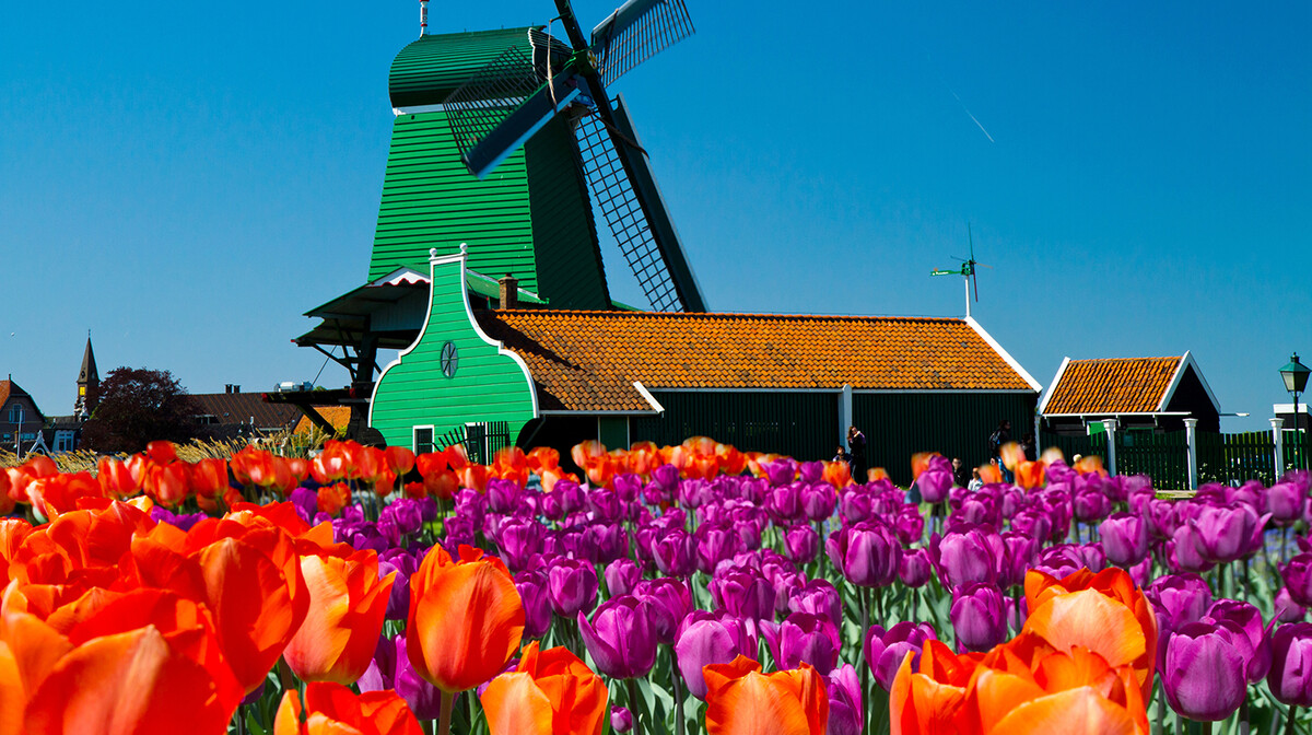  Polja tulipana i stare vjetrenjače, putovanje u Amsterdam