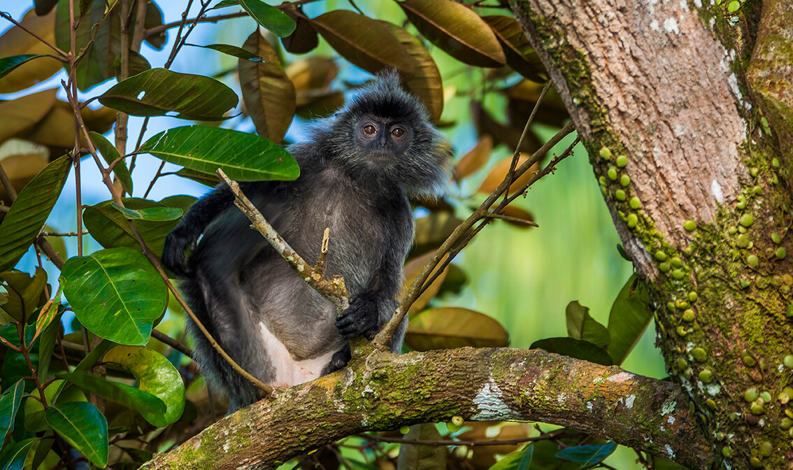 Borneo putovanje, Borneo egzotični odmor, putovanje Malezija mondo, nacionalni park Bako na Borneu