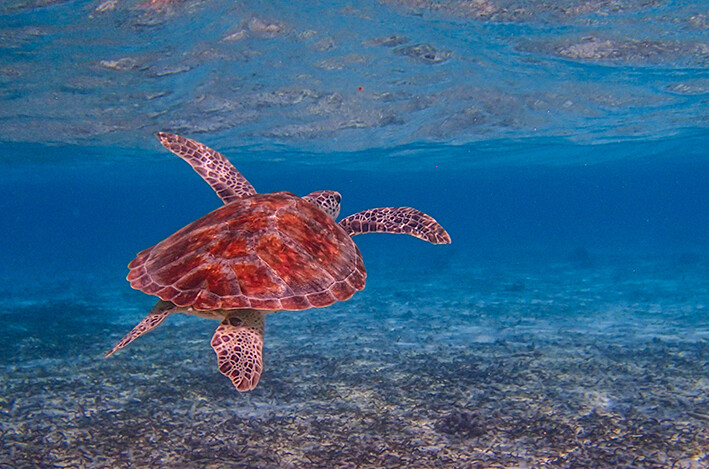 Maldivi, Biyadhoo Island, kornjača