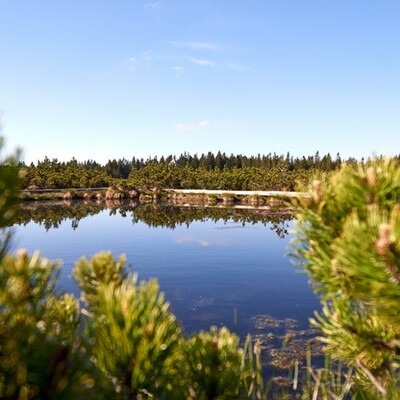 Rogla