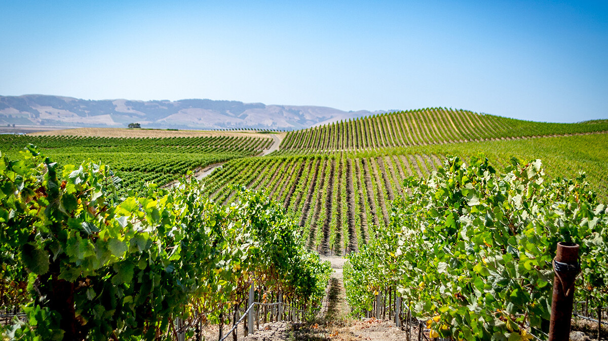 Vinograd u Napa Valley,  putovanje Kalifornija, Amerika, garantirani polasci, mondo travel