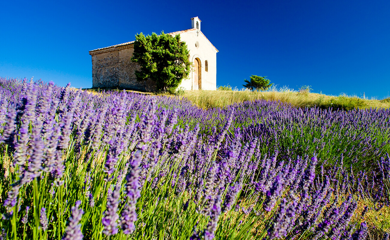polja lavande, Provansa autobusno putovanje