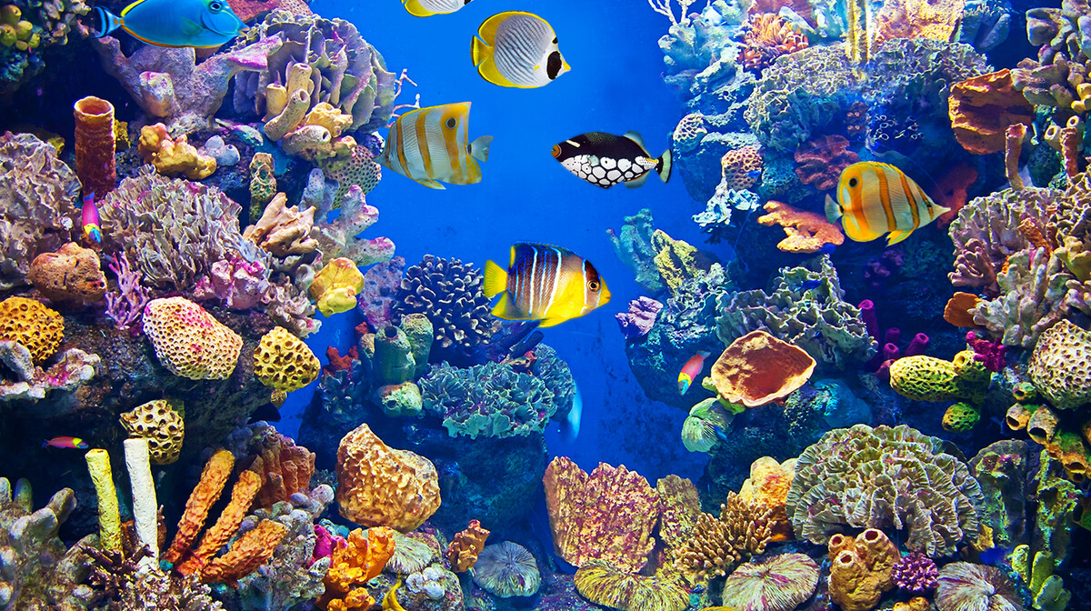 Šarene ribice u Crvenom moru, putovanje Egipat, ljetovanje, mondo travel, garantirani polasci