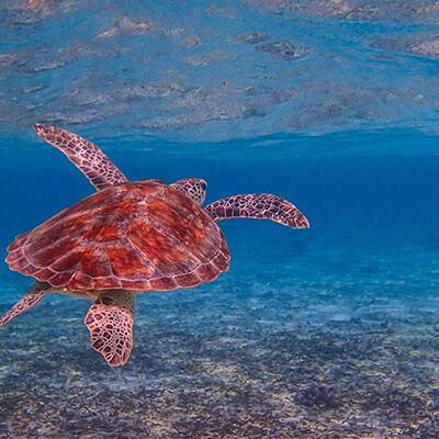Maldivi, Biyadhoo Island, kornjača
