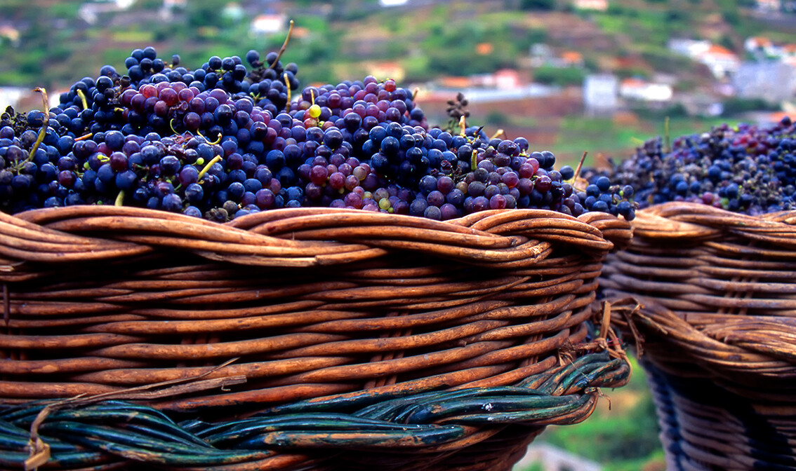 Madeira, grožđe, garantirani polasci, vođene ture, putovanje sa pratiteljem