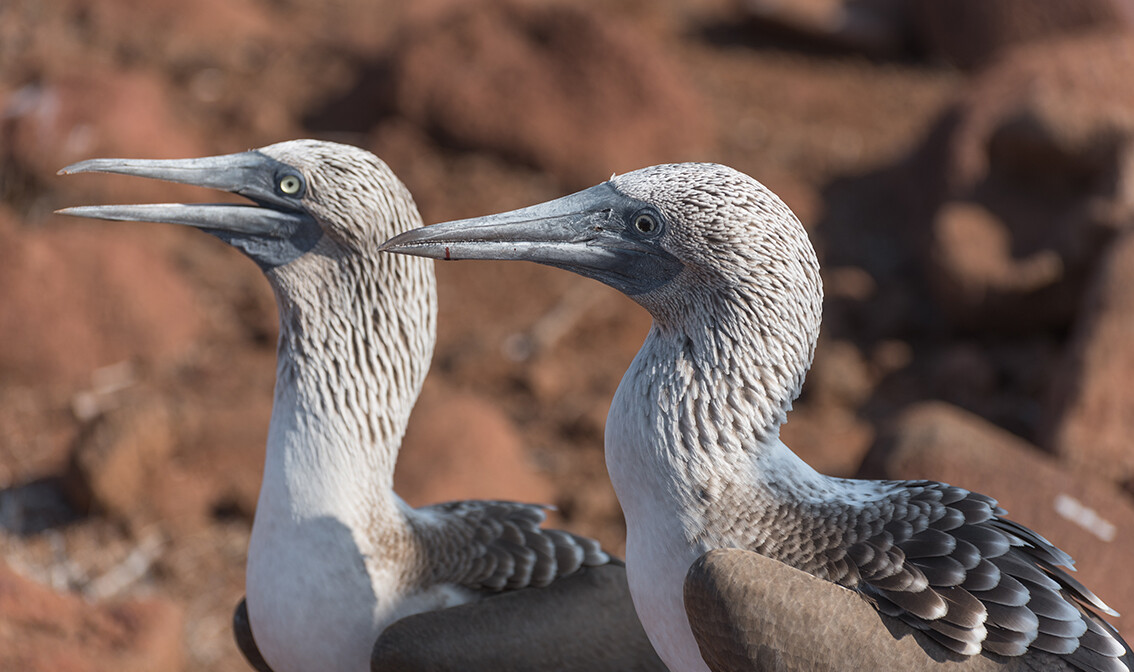 Galapagos, Ekvador,  garantirani polasci, mondo travel, egzotične destinacije