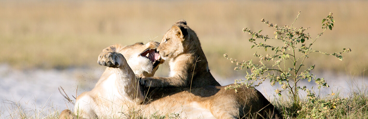 Nac park Chobe