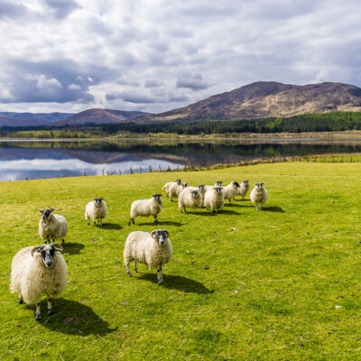 Škotska - jezero Loch Eil u blizini Fort Williama