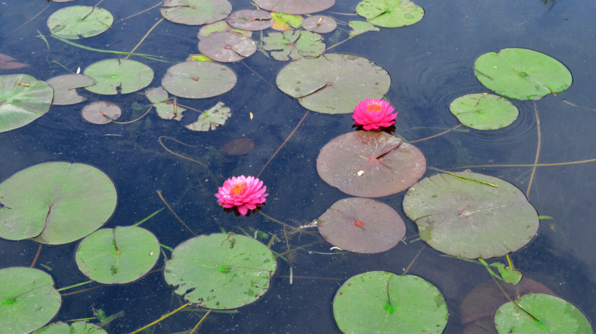Kina, Zapadno jezero, Antonija Putić