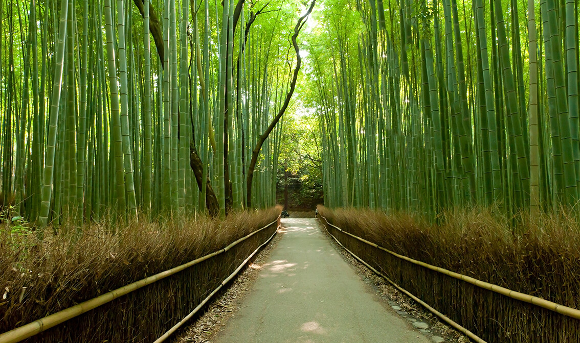 Kyoto, Bambusova šuma, putovanje Japan, daleka putovanja, garantirani polasci, vođene ture