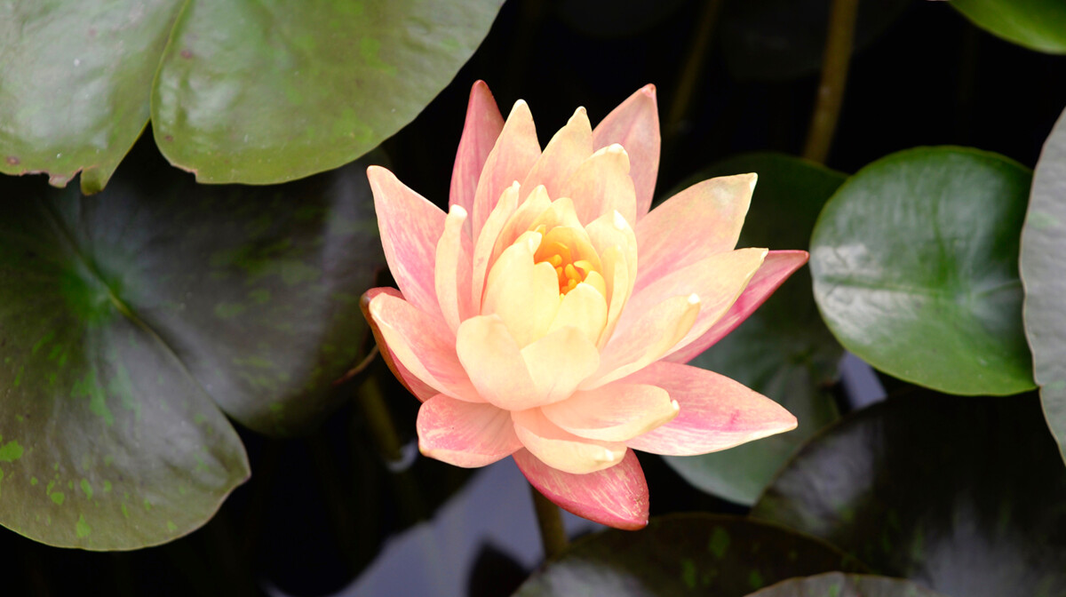 Kina, slika Antonija Putić