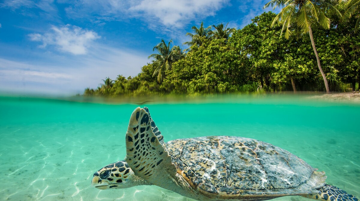 Zanzibar, mondo travel, daleka putovanja