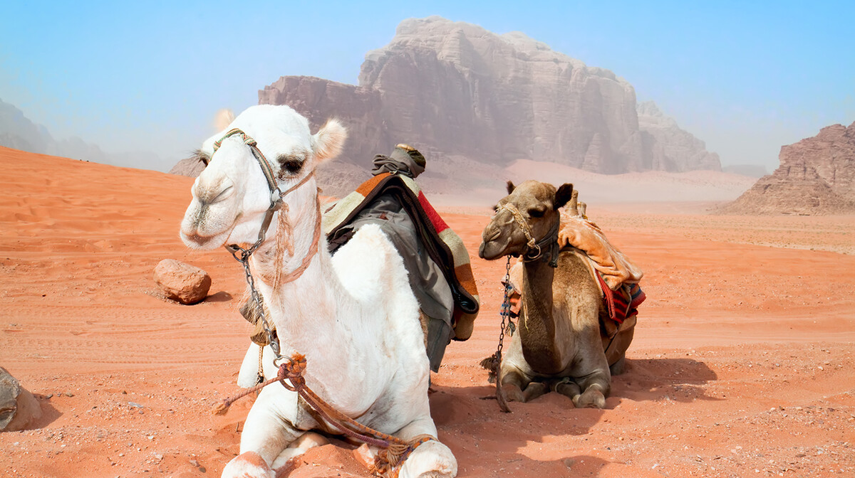 Deve u pustinji Wadi Rum. putovanje Jordan i Izrael, grupna putovanja, daleka putovanja