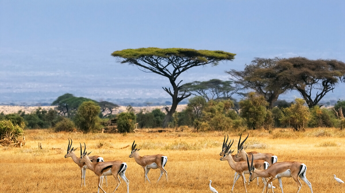 Južna Afrika, Mabula