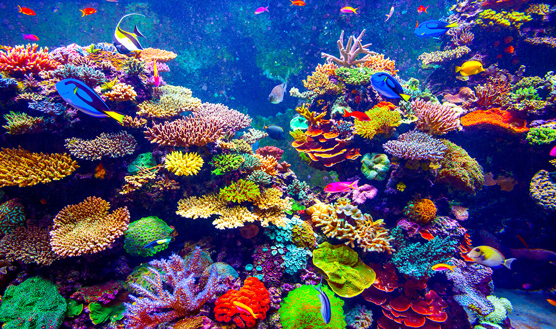 Akvarij SEA u Singapuru, putovanje Singapur, daleka putovanja, garatirani polasci