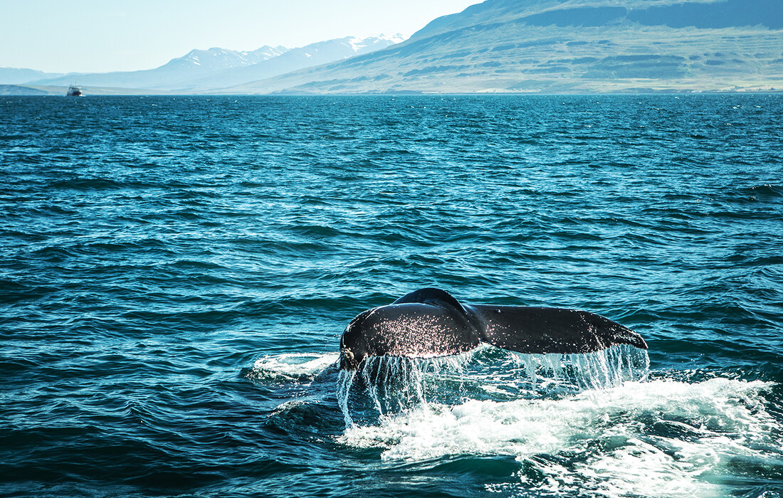 Uvala Faxaflói dom je raznih vrsta kitova, putovanje Island, let za Island