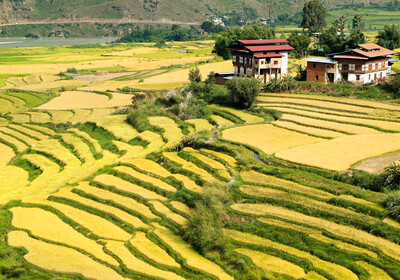 Butan, Punakha, rižina polja, putovanje u Butan, grupni polasci, garantirani polasci