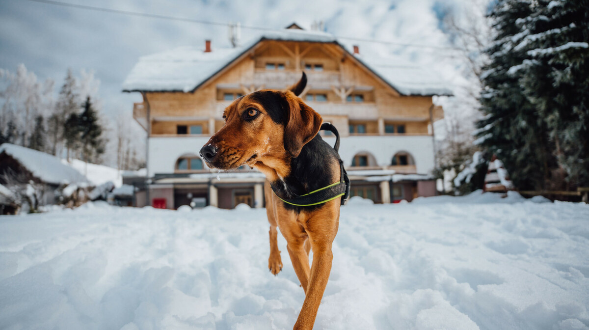 Hotel Bohinj, zimska