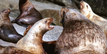 Amerika, Aljaska, Stellerova medvjedica,  grupni polasci, putovanja zrakoplovom u Ameriku