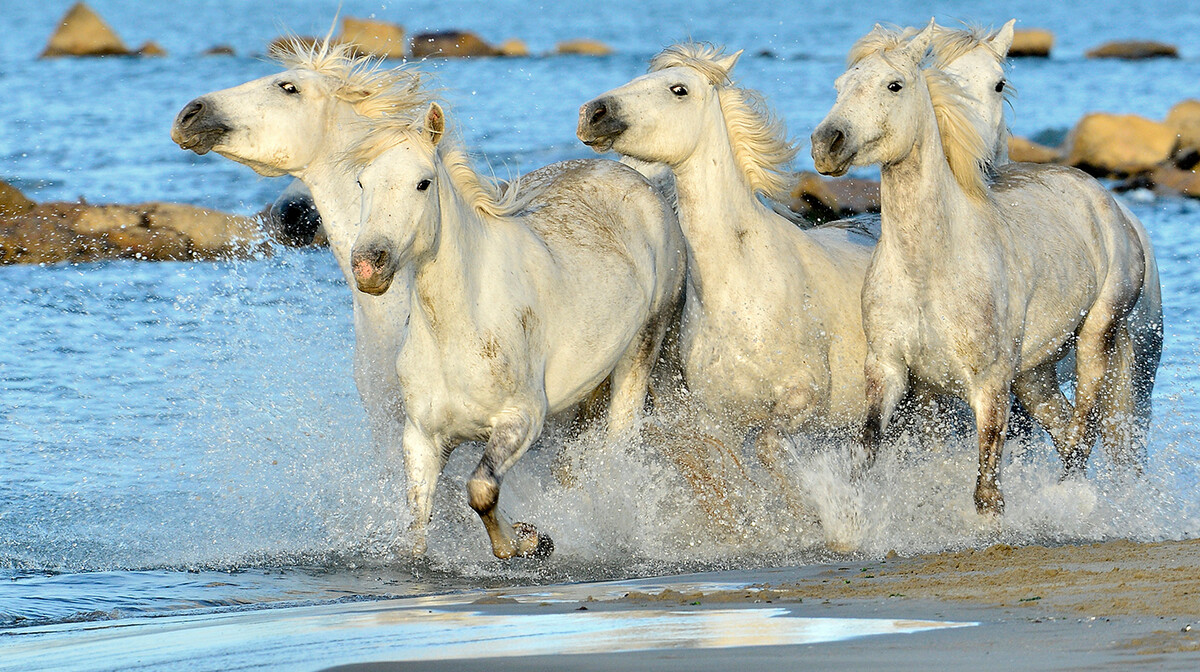 Camargue, Provansa putovanje autobusom