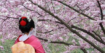 Sakura i japanska gejša, japanske trešnje, putovanje Japan, daleka putovanja, garantirani polasci