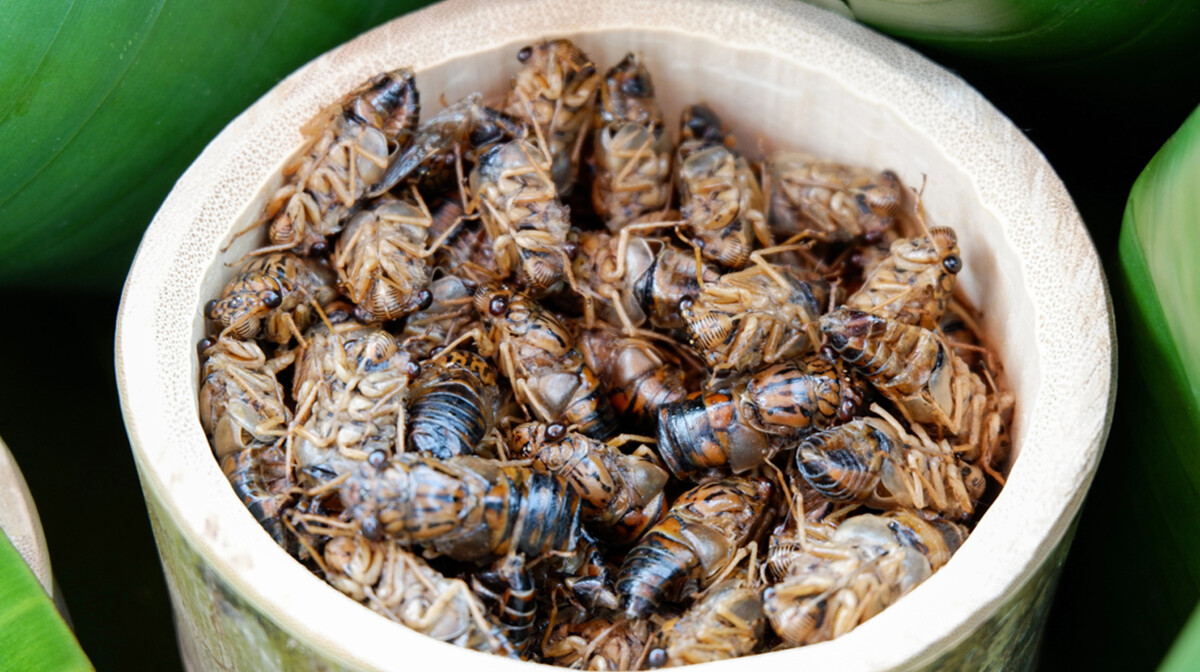 Tajland, Hua Hin, Cicada for food asian style in the bamboo