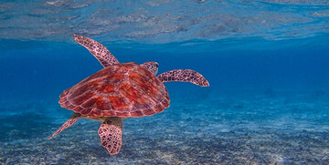 Maldivi, Biyadhoo Island, kornjača