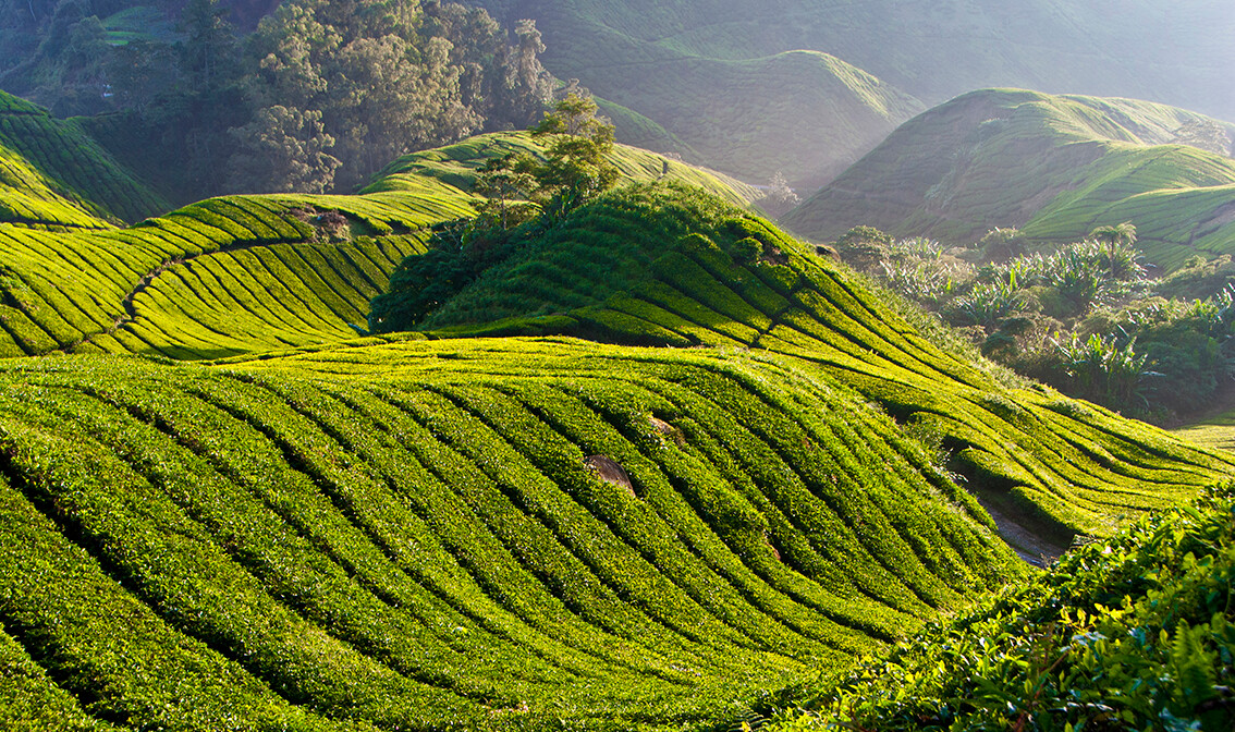 Plantaža čaja Cameron Highland,  Malezija, putovanje Azija, daleka putovanja, vođene ture