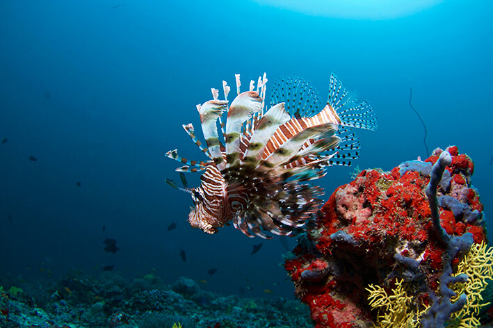 Maldivi, Biyadhoo Island, ronjenje