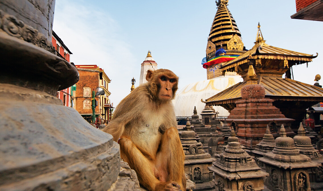 Nepal, majmun, Stupa Swayambhunath, garantirani polasci, putovanja sa pratiteljem, vođene ture