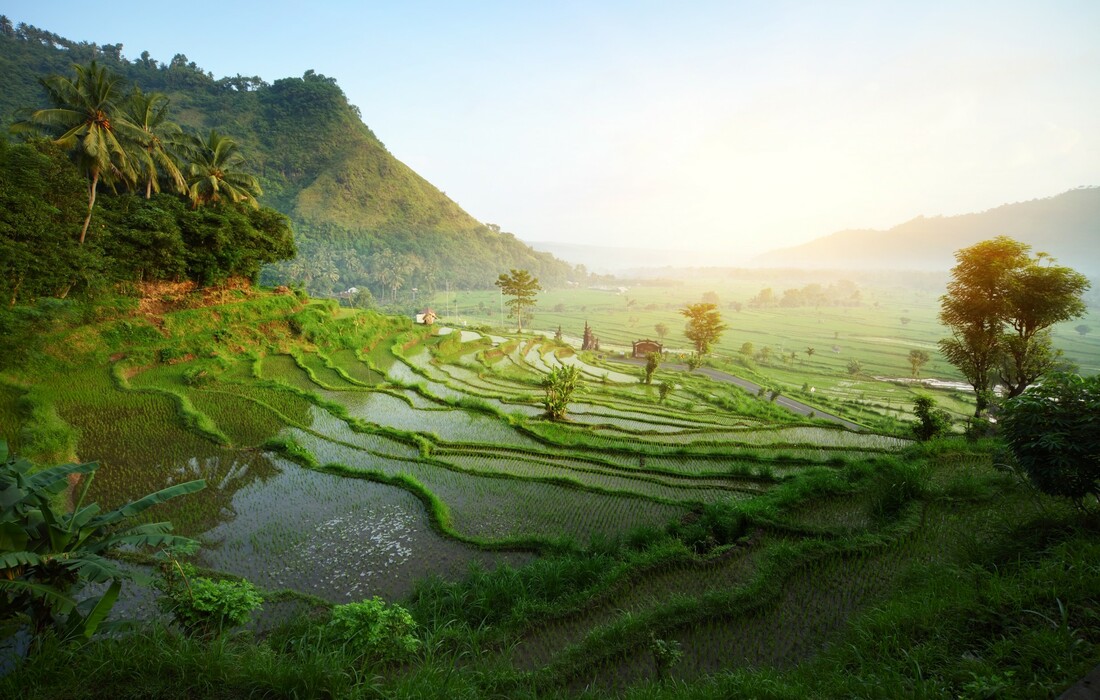 Rižina polja na Baliju, putovanja zrakoplovom, Mondo travel, daleka putovanja, garantirani polazak