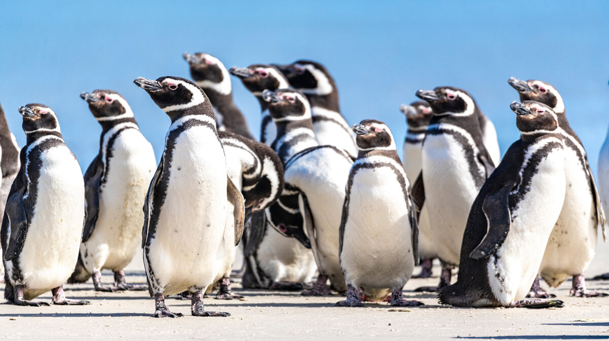 Seabourn Venture - pingvini