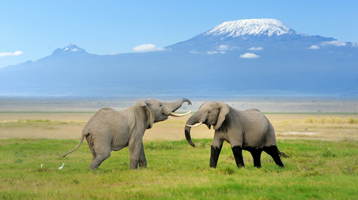 Tanzanija i Zanzibar - divlji život