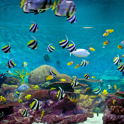 šarene ribe u Crvenom moru, putovanje Egipat, ljetovanje, mondo travel, garantirani polasci