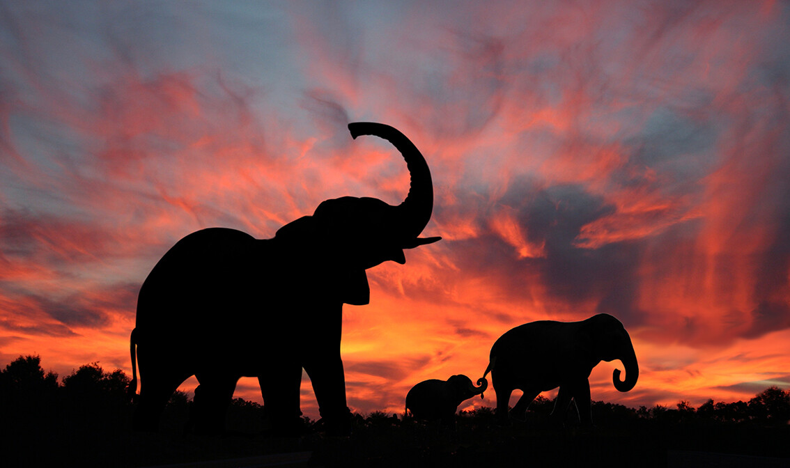 Tanzanija, slonovi u spektakularnom zalasku sunca, Serengeti