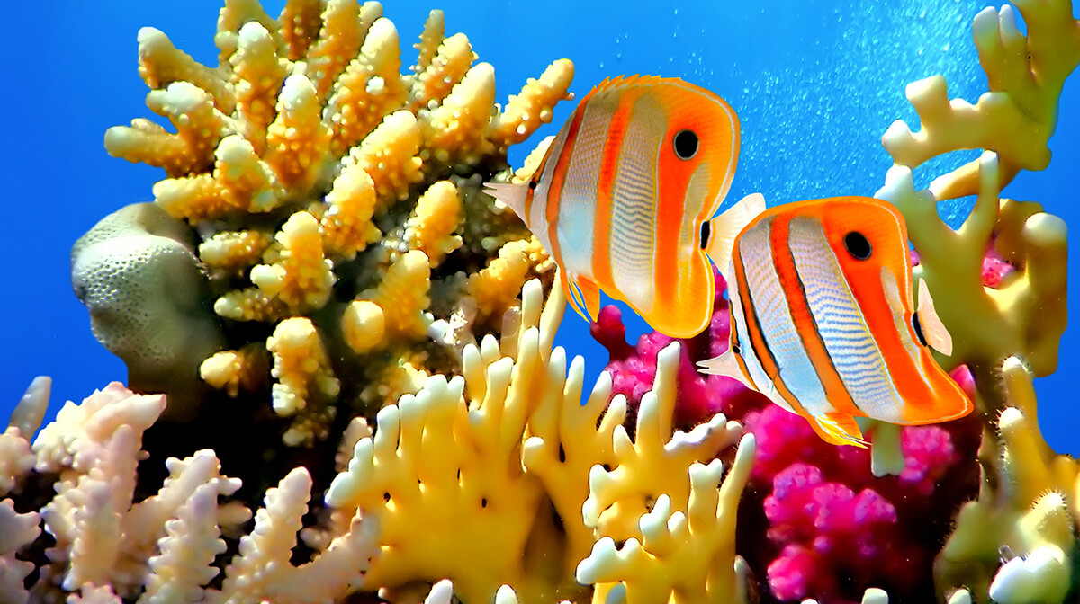 Crveno more, koralji, leptir riba, putovanje Egipat, ljetovanje, mondo travel, garantirani polasci